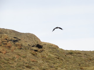 condor in mountains