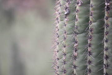 Saguaro Spines 1