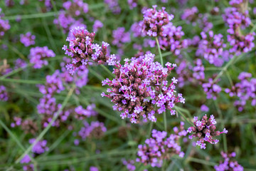 Close up verbena flower in the garden