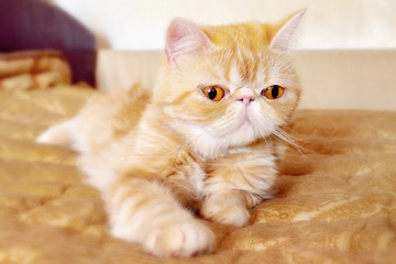 The young kitty of exotic breed lies on a bed in the light room