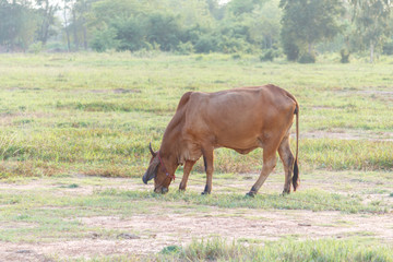 Fototapeta premium Cow on agricultural in thailand
