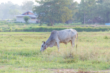 Cow on agricultural in thailand