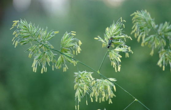 tiny malachite beetle on inflorescence of an orchard grass
