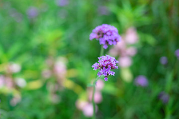 Close up verbena flower in the garden