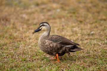 spot‐billed duck_01／カルガモ_01