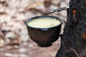 rubber plantation with bowl on tree