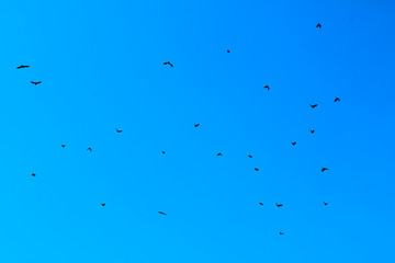 Blurred image of black crows silhouettes in the blue sky. Abstract colorful background. Nature,  freedom concept.