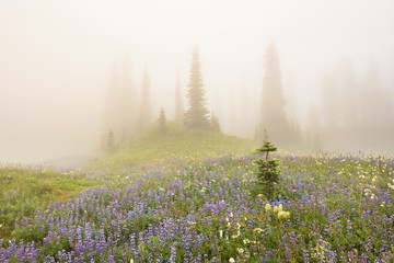 fog and wildflowers surround mt rainier national park