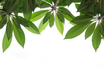 Green leaf with branch texture 