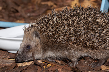 Ein etwa 4 Wochen junger Igel im Garten vor einem Futternapf in der Seitenansicht