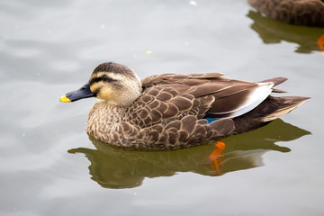 spot‐billed duck_02／カルガモ_02