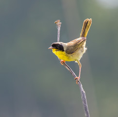 Common yellowthroat (Geothlypis trichas)