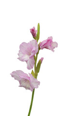pink gladiolus after rain  isolated on white background
