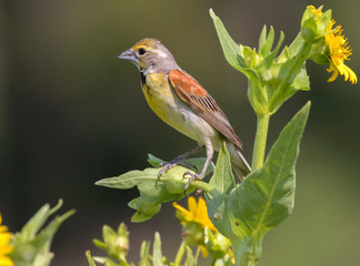 The dickcissel in Iowa 's prairie