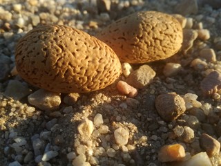 Almonds on brown background. Fruit with a shell between the earth. Natural contrast of browns with the bright rays of the sunset sun.