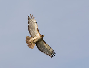 Red-tailed hawk in flight with completely spread wings in blue sky