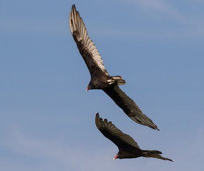 Turkey vultures flying over Des Moines River, Iowa