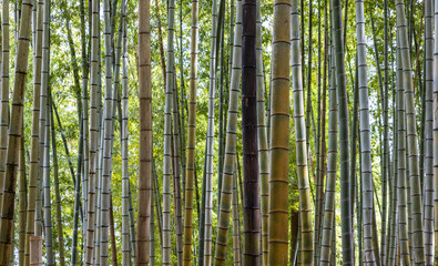 Bamboo trees grow in Japanese forest