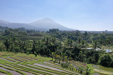 Fototapeta na wymiar Rice field in Jatiluwih rice terraces in Bali Indonesia