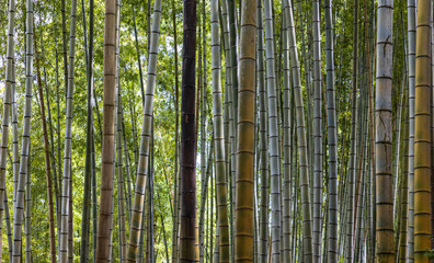 Quiet bamboo forest on summer day