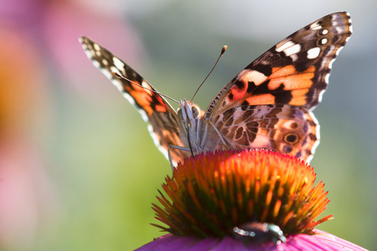 Painted Lady batterfly (Vanessa cardui) on the purple coneflowers in Iowa's pairie