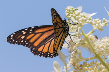 Monarch butterfly (Danaus plexippus) perched on white hydrangea flowers, Iowa