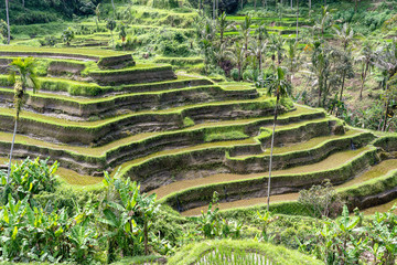 Green rice fields on terraces near Ubud, tropical island Bali, Indonesia . Nature concept