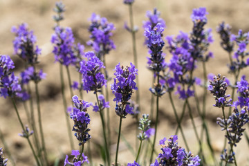 Obraz premium Flowering lavender. Field of blue flowers. Lavandula - flowering plants in the mint family, Lamiaceae. 