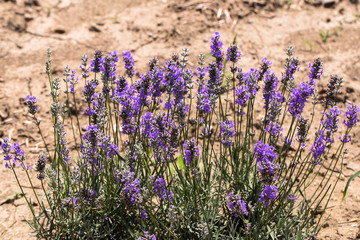 Flowering lavender. Field of blue flowers. Lavandula - flowering plants in the mint family, Lamiaceae.	