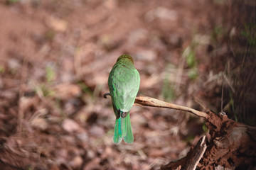 Bee eater look behind