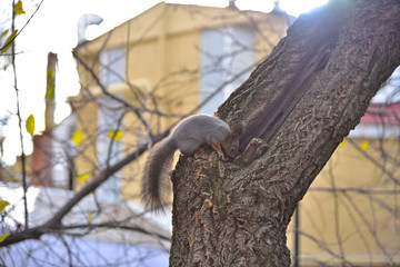 Squirrel makes reserves for the winter.