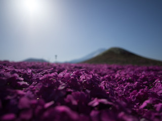 芝桜