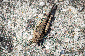 grasshopper