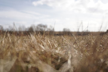 Fototapeta premium closeup dry prairie grass in the blue sky