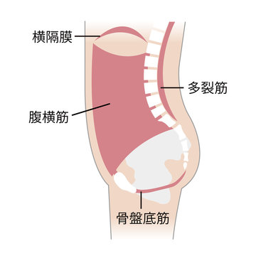 66 Best 骨盤底筋 Images Stock Photos Vectors Adobe Stock 66 Best 骨盤底筋 Images Stock Photos Vectors Adobe Stock