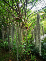 trees in the forest