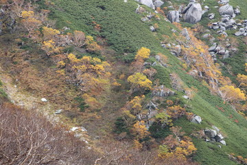 岸壁の植物が紅葉する（千畳敷カール）
