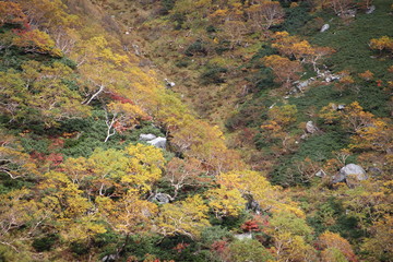 岸壁の植物が紅葉する（千畳敷カール）