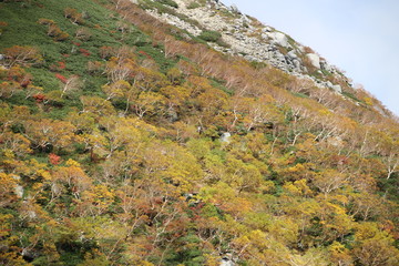 岸壁の植物が紅葉する（千畳敷カール）