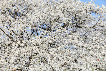 Blossoming cherry tree. Natural background.