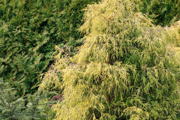 King's golden cypress.