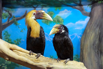 Male and female  Blyth`s hornbill Rhyticeros plicatus, or Papuan hornbill. Zoo