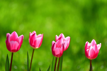 かわいらしい赤いチューリップ