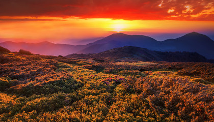 summer blooming pink flowers on background mountains,  floral summer landscape, Europe, border Romania and Ukraine, Marmarosy range, Europe