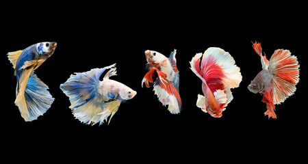 Five Betta fish.