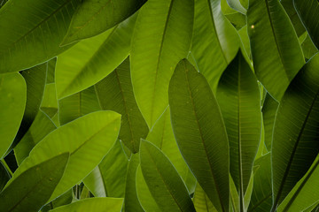 Green leaves pattern background.