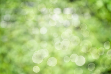 Obraz premium Nature view of green leaf on blurred greenery background.