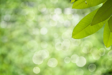 Fototapeta na wymiar Closeup nature view of green leaf on blurred greenery background.