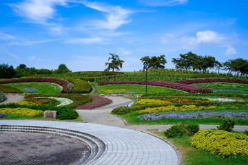 花が咲く夏の公園　Summer park with blooming flowers
