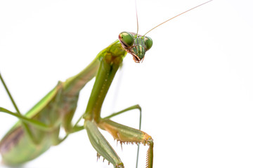 カマキリ